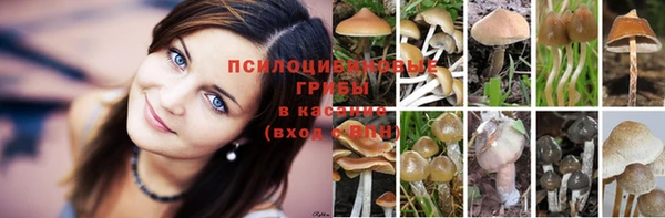 прущие грибы Дмитровск